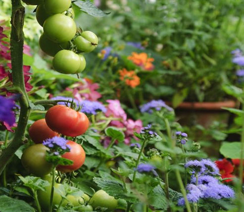  Environment Vasudha (वसुधा)