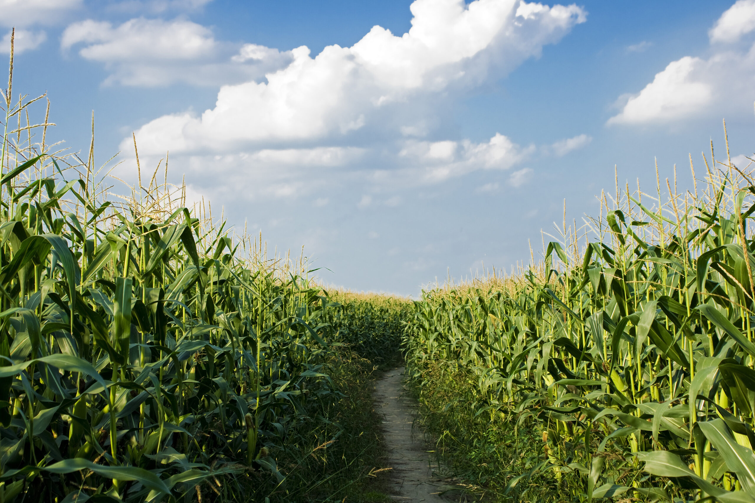 Dirt road among corn
